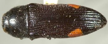 Media type: image;   Entomology 33810 Aspect: habitus dorsal view